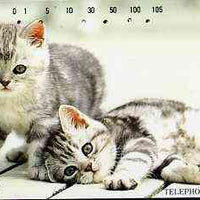 Telephone Card - Japan 105 units phone card showing two grey & white Kittens (one laying down) (card 111-078)