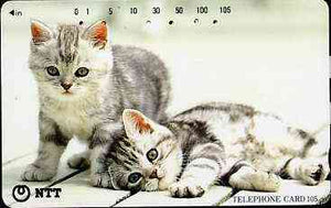 Telephone Card - Japan 105 units phone card showing two grey & white Kittens (one laying down) (card 111-078)