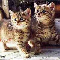 Telephone Card - Japan 105 units phone card showing two Kittens looking up (card 111-028)