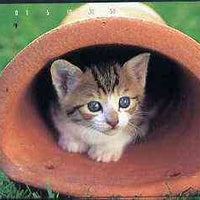 Telephone Card - Japan 50 units phone card showing Kitten inside flower pot (card 231-185)