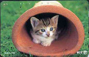 Telephone Card - Japan 50 units phone card showing Kitten inside flower pot (card 231-185)
