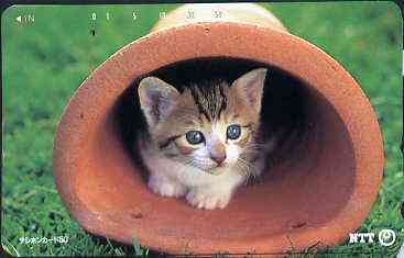 Telephone Card - Japan 50 units phone card showing Kitten inside flower pot (card 231-185)