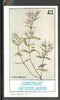 Grunay 1982 Flowers #05 (Cunila mariana) imperf souvenir sheet (£1 value) unmounted mint