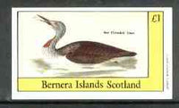 Bernera 1982 Birds #30 (Red Throated Diver) imperf souvenir sheet (£1 value) unmounted mint