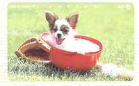 Telephone Card - Japan 105 units phone card showing Papillom Pup with Baseball Hat & Bat (card number 231-200)