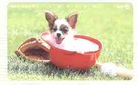 Telephone Card - Japan 105 units phone card showing Papillom Pup with Baseball Hat & Bat (card number 231-200)