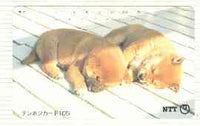 Telephone Card - Japan 105 units phone card showing Two Chow Puppies sleeping on Floorboards (card number 111-056)