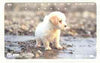 Telephone Card - Japan 105 units phone card showing Wet Puppy on Beach (card number 111-040)