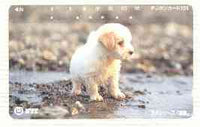 Telephone Card - Japan 105 units phone card showing Wet Puppy on Beach (card number 111-040)
