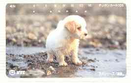 Telephone Card - Japan 105 units phone card showing Wet Puppy on Beach (card number 111-040)