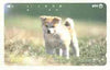 Telephone Card - Japan 50 units phone card showing Spitz Puppy (card number 411-208)