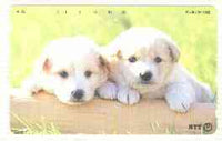 Telephone Card - Japan 50 units phone card showing two Retriever (?) puppies over a board (card number 231-184)