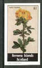 Bernera 1982 Flowers #17 (Cytisus capitatus) imperf souvenir sheet (£1 value) unmounted mint