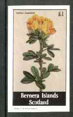 Bernera 1982 Flowers #17 (Cytisus capitatus) imperf souvenir sheet (£1 value) unmounted mint