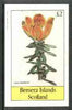 Bernera 1982 Flowers #18 (Lilium bulbiferum) imperf deluxe sheet (£2 value) unmounted mint