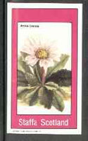 Staffa 1982 Flowers #27 (Arnica crenata) imperf souvenir sheet (£1 value) unmounted mint