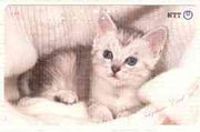 Telephone Card - Japan 50 units phone card showing Kitten laying on blanket (card 290-215)