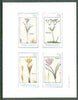 Staffa 1982 Flowers #30 (Crocus x 3 & Valeriana) imperf set of 4 values unmounted mint