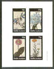 Staffa 1982 Flowers #32 (Atragene, Agapanthus, Zinnia & Achillea) imperf set of 4 values unmounted mint
