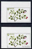 St Kilda 1969 Flowers 1s (Cow Berry) imperf single with grey omitted (St Kilda, imprint & value) plus imperf normal unmounted mint