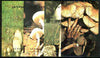 Guyana 1990 Mushrooms set of 4 individual souvenir sheets unmounted mint, as Sc #2348-51