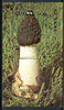 Guyana 1990 Mushrooms $20 m/sheet unmounted mint, Sc #2352