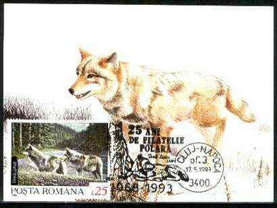 Rumania 1992 Wolf 25L (as SG 5482) on maximum card with special illustrated 'Wolf' cancellation