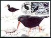 Rumania 1992 Oystercatcher 10L (as SG 5481) on maximum card with special illustrated 'Oystercatcher' cancellation