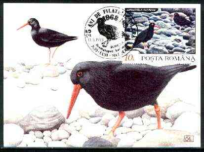 Rumania 1992 Oystercatcher 10L (as SG 5481) on maximum card with special illustrated 'Oystercatcher' cancellation