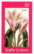 Staffa 1982 Flowers #33 (Pink Amaryllis) imperf deluxe sheet (£2 value) unmounted mint