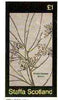Staffa 1982 Flowers #34 (Single Seeded Broom) imperf souvenir sheet (£1 value) unmounted mint