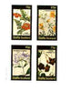 Staffa 1982 Flowers #42 (Loasa, Tropaeolum, Rondeletia & Echites) imperf set of 4 values unmounted mint