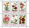 Bernera 1982 Flowers #20 (Petunia, Steptanthera, Crategus etc) perf,set of 6 values unmounted mint