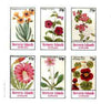 Bernera 1982 Flowers #20 (Petunia, Steptanthera, Crategus etc) imperf,set of 6 values unmounted mint