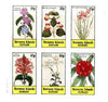 Bernera 1982 Flowers #21 (Mimulus, Justicia, Rhododendron, etc) imperf,set of 6 values unmounted mint