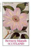Bernera 1982 Flowers #22 (Clematis) imperf deluxe sheet (£2 value) unmounted mint