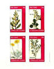 Eynhallow 1982 Flowers #28 (Mimosa, Hermannia x 2 & Othonna) imperf set of 4 values unmounted mint