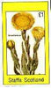 Staffa 1982 Flowers #51 (Xeranthemum) imperf souvenir sheet (£1 value) unmounted mint