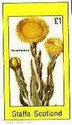 Staffa 1982 Flowers #51 (Xeranthemum) imperf souvenir sheet (£1 value) unmounted mint