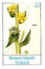 Bernera 1982 Flowers #23 (Mullein) imperf deluxe sheet (£2 value) unmounted mint