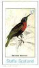 Staffa 1982 Sunbirds (Nectarinia natalensis) imperf souvenir sheet (£1 value) unmounted mint