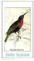 Staffa 1982 Sunbirds (Nectarinia natalensis) imperf souvenir sheet (£1 value) unmounted mint