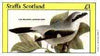Staffa 1982 Birds #72 (Butcher-bird) imperf souvenir sheet (£1 value) unmounted mint
