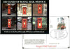 Postcard of Windsor Postboxes (PO SE Region picture card SEPR 44) bearing 350th Anniversary stamp (Motorcyclist) with illustrated Windsor first day cancel