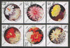 Benin 1999 Cactus Flowers diamond-shaped set of 6 fine cto used*