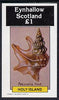 Eynhallow 1982 Shells (Pelicans Foot) imperf souvenir sheet (£1 value) unmounted mint