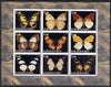 Karakalpakia Republic 1998 #1 Butterflies perf sheetlet containing set of 9 values complete unmounted mint