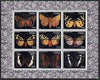 Touva 1998 Butterflies perf sheetlet containing set of 9 values complete unmounted mint