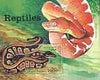 Somalia 1998 Reptiles (Python) perf m/sheet unmounted mint