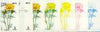 Dhufar 1977 Garden Flowers 3B (Adonis) set of 7 imperf progressive colour proofs comprising the 4 individual colours plus 2, 3 and all 4-colour composites unmounted mint